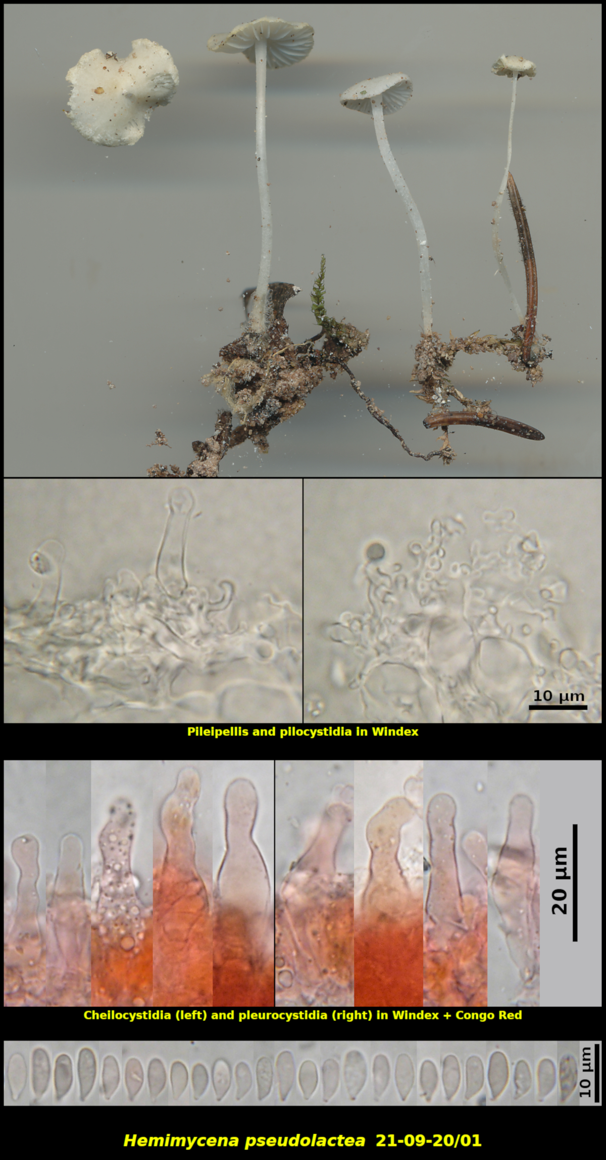 Picture of Hemimycena pseudolactea 21-09-20/01